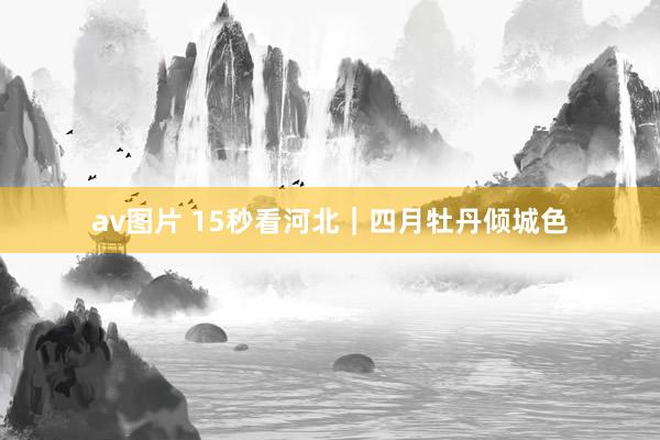av图片 15秒看河北｜四月牡丹倾城色